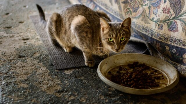 Can Cats Eat Flaxseed