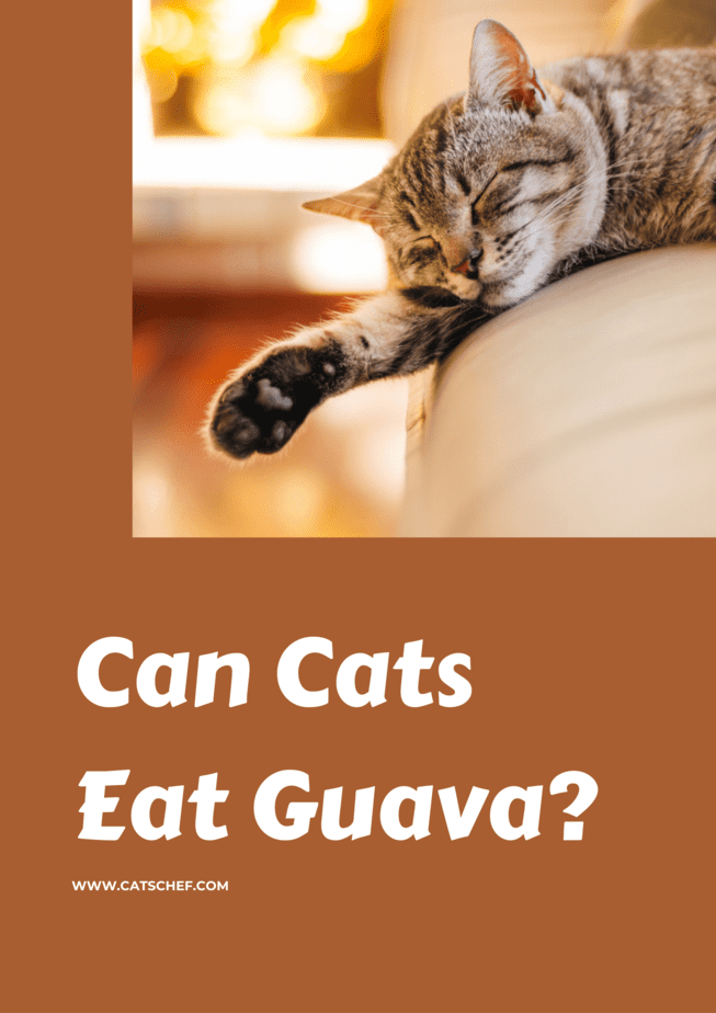 Can Cats Eat Guava?