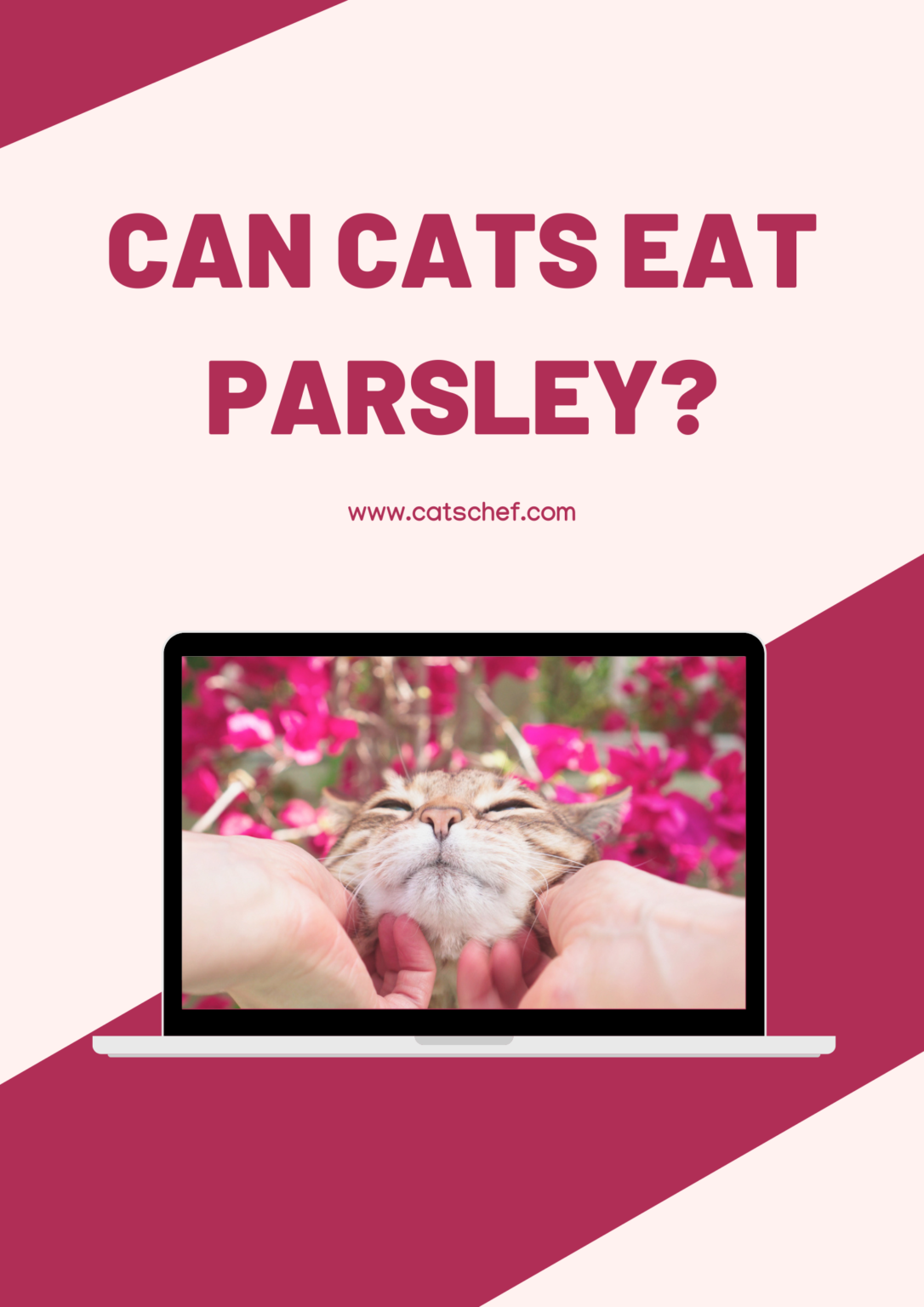 Can Cats Eat Parsley? What's The Deal With This Fragrant Herb?