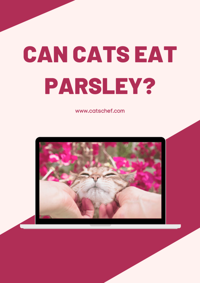 Can Cats Eat Parsley?