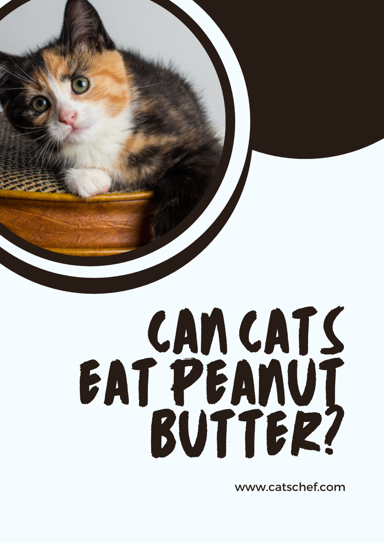 Can Cats Eat Peanut Butter? You "Butter" Believe The Rumors!