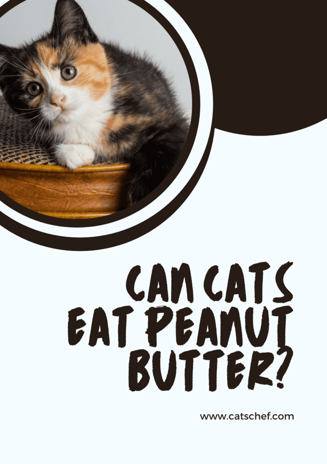 Kediler Fıstık Ezmesi Yiyebilir mi?