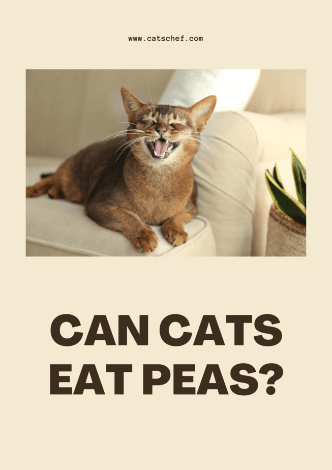 Can Cats Eat Peas?