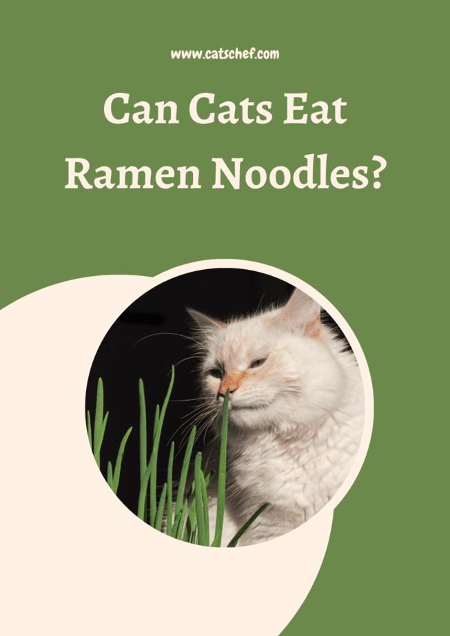 Kediler Ramen Eriştesi Yiyebilir mi?