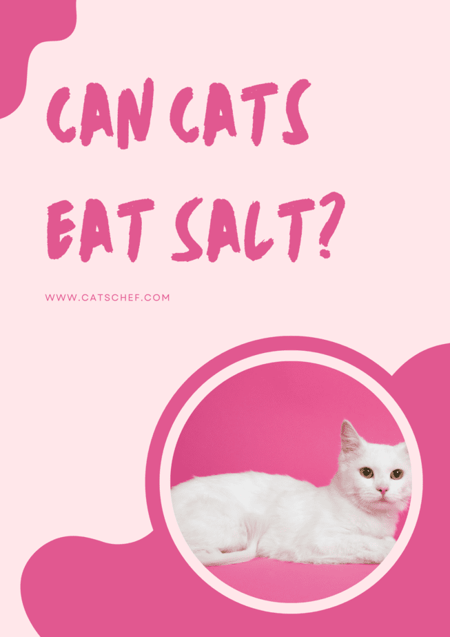 Can Cats Eat Salt?