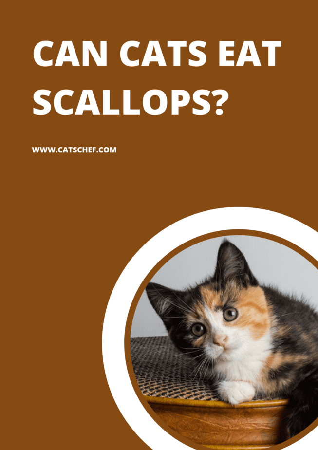 Can Cats Eat Scallops?
