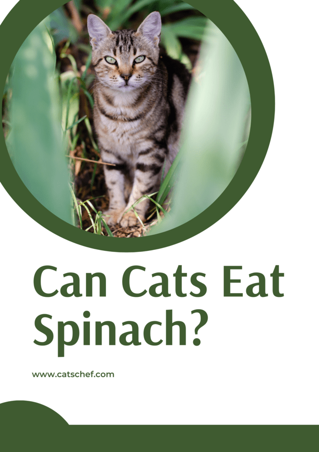 Can Cats Eat Spinach?