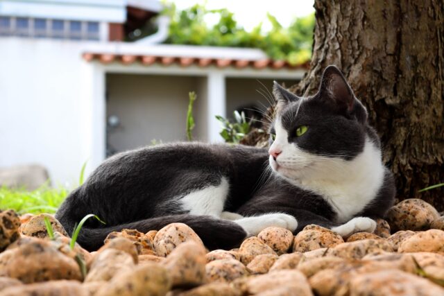 Can Cats Eat Sweet Potatoes