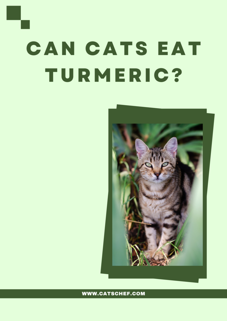 Image showcasing Can Cats Eat Turmeric? What Are The Benefits?