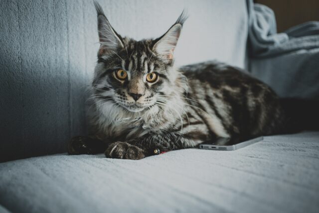Short Hair Maine Coon