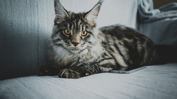 The Characteristics Of The Short-Haired Maine Coon