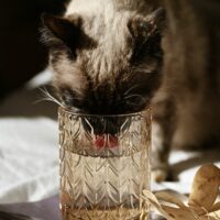 can cats drink coconut water