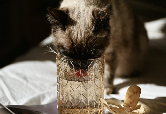 can cats drink coconut water