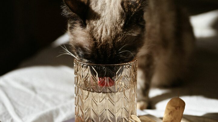 Can Cats Drink Coconut Water? Is This Trending Drink Safe?