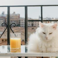 kediler portakal suyu içebilir mi