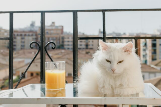 can cats drink orange juice