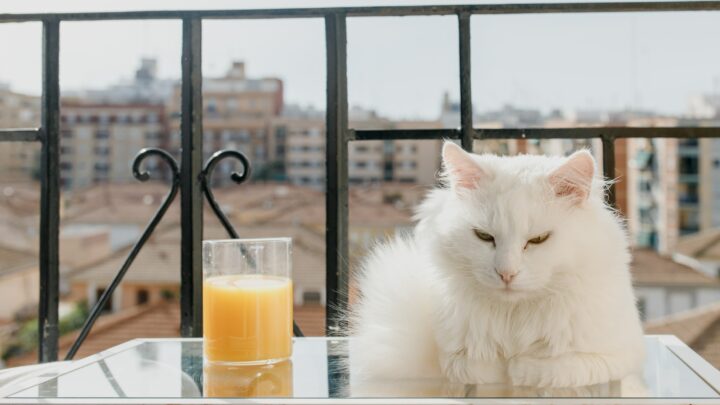 Can Cats Drink Orange Juice? “Squeeze” The Day Or Run Away?