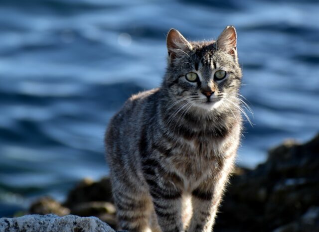 can cats drink salt water