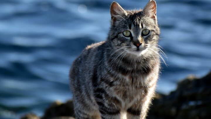 Kediler Tuzlu Su İçebilir mi? Gün Boyu "Deniz" mi Yoksa Uzak Durmak mı? 
