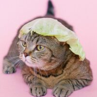 can cats eat cabbage