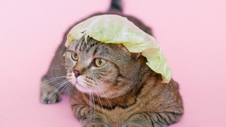 Can Cats Eat Cabbage? You Won’t Be-Leaf Your Eyes