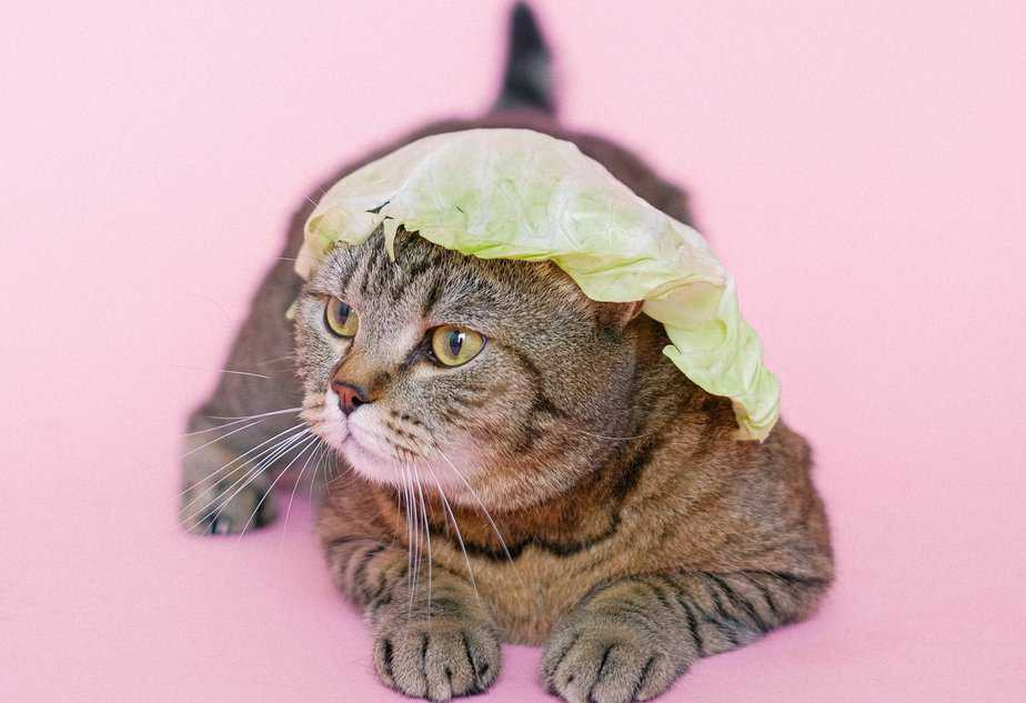 can cats eat cabbage