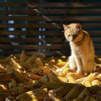 can cats eat cornbread