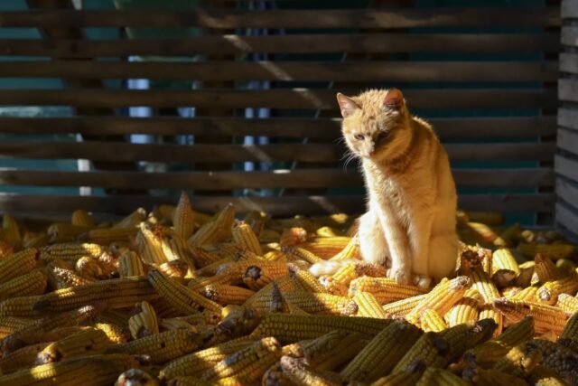 can cats eat cornbread