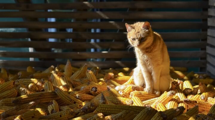 Kediler Mısır Ekmeği Yiyebilir mi? Yerinizde Durun ya da Devam Edin? 