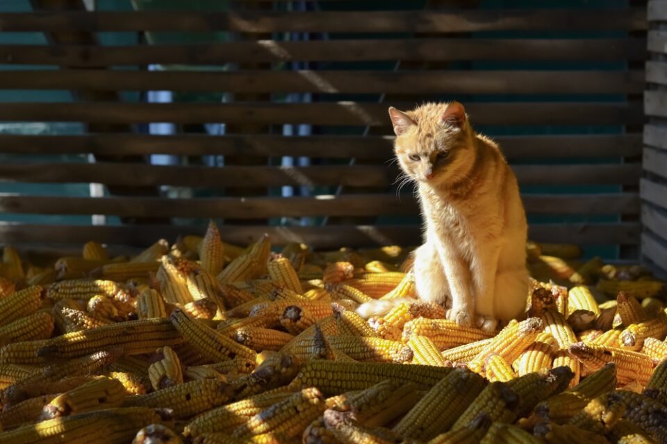 Cat Cornbread Can Cats Eat Cornbread? Stand Your Ground Or Go Ahead?