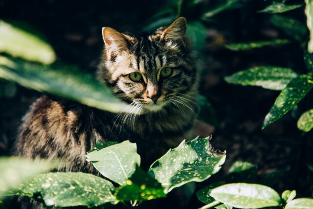 can cats eat cucumbers