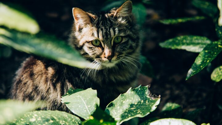 Can Cats Eat Cucumbers? Are These Veggies Safe For Your Pet?