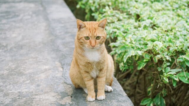 can cats eat dill