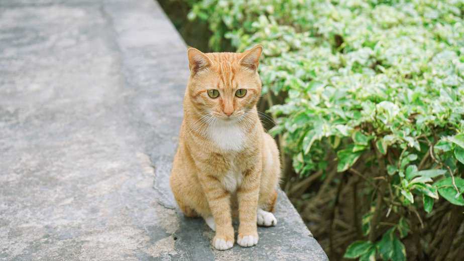 can cats eat dill
