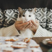 can cats eat gingerbread