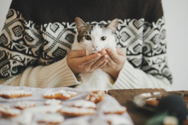 can cats eat gingerbread