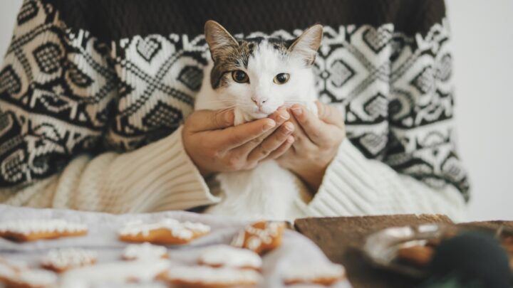 Can Cats Eat Gingerbread? Or Should They Approach It Gingerly?