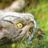 can cats eat moths