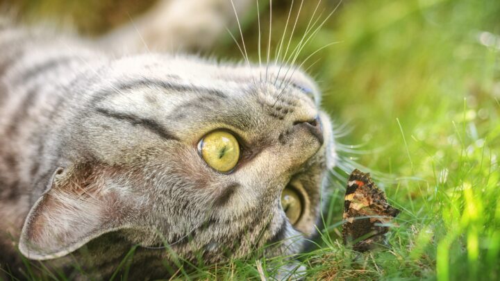Can Cats Eat Moths? They Might Not Like Them Very “Moth”