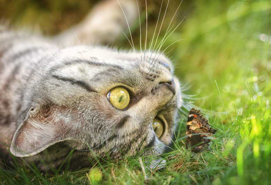 can cats eat moths