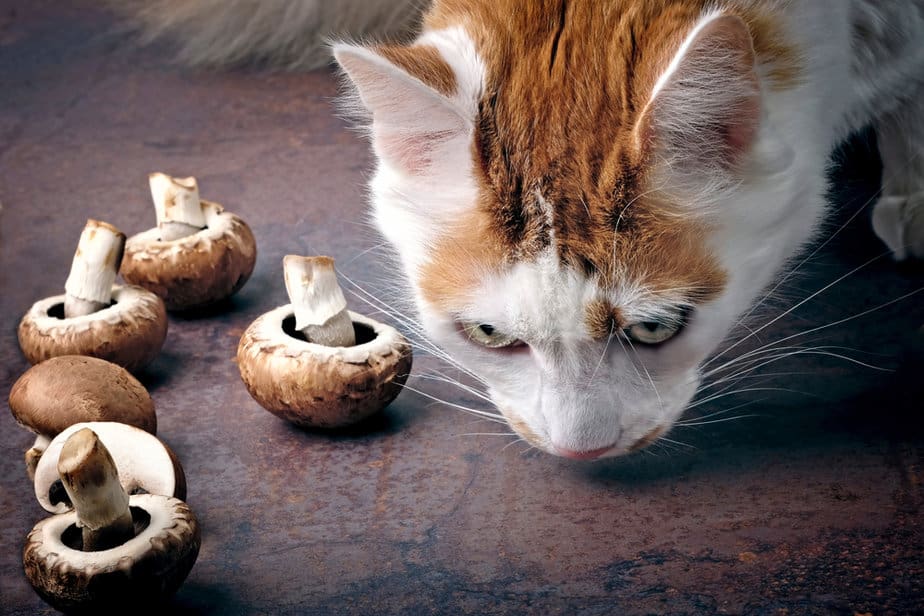 can cats eat mushrooms