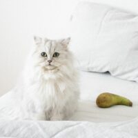 can cats eat pears