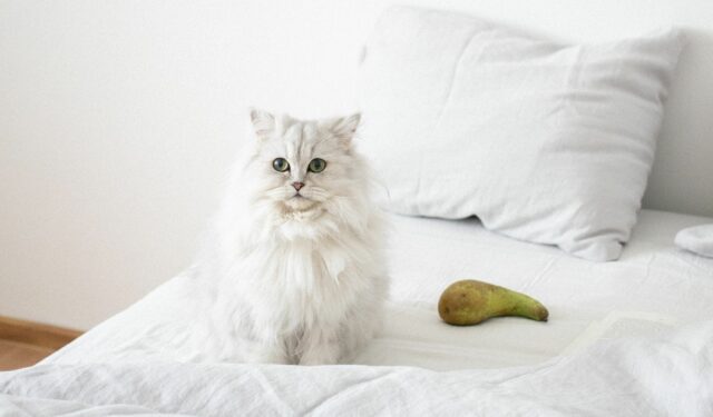 can cats eat pears