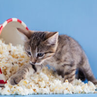 kediler patlamış mısır yiyebilir mi
