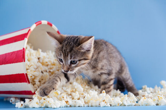can cats eat popcorn