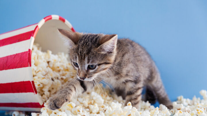 Kediler Patlamış Mısır Yiyebilir mi? Mısır Patlatmak Güvenli mi Değil mi? 