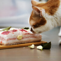 kediler çiğ domuz eti yiyebilir mi