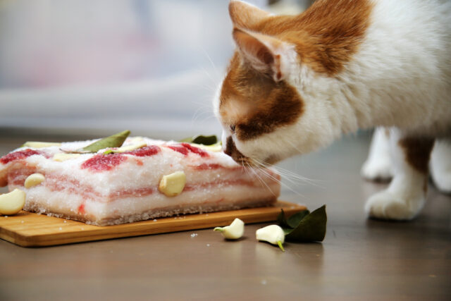 can cats eat raw pork