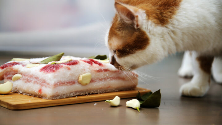 Can Cats Eat Raw Pork? Should They Stay Away Or Grab The Fork?