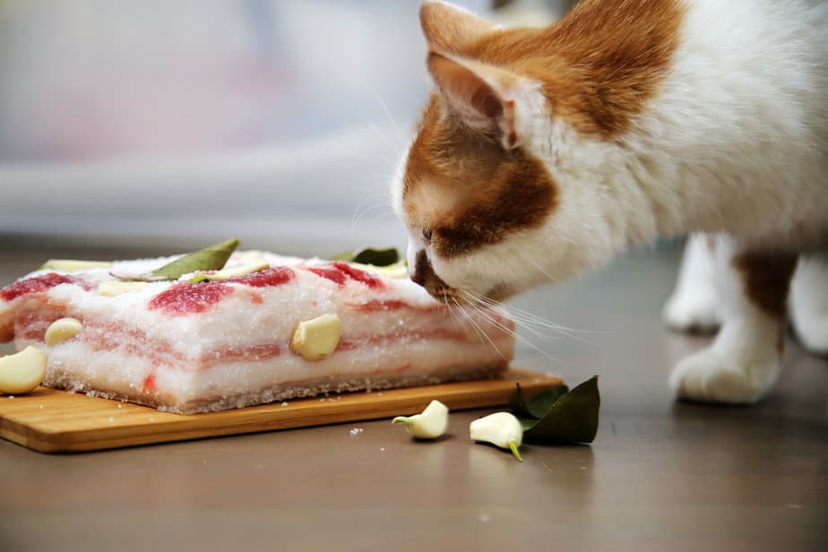  Can Cats Eat Raw Pork Should They Stay Away Or Grab The Fork 